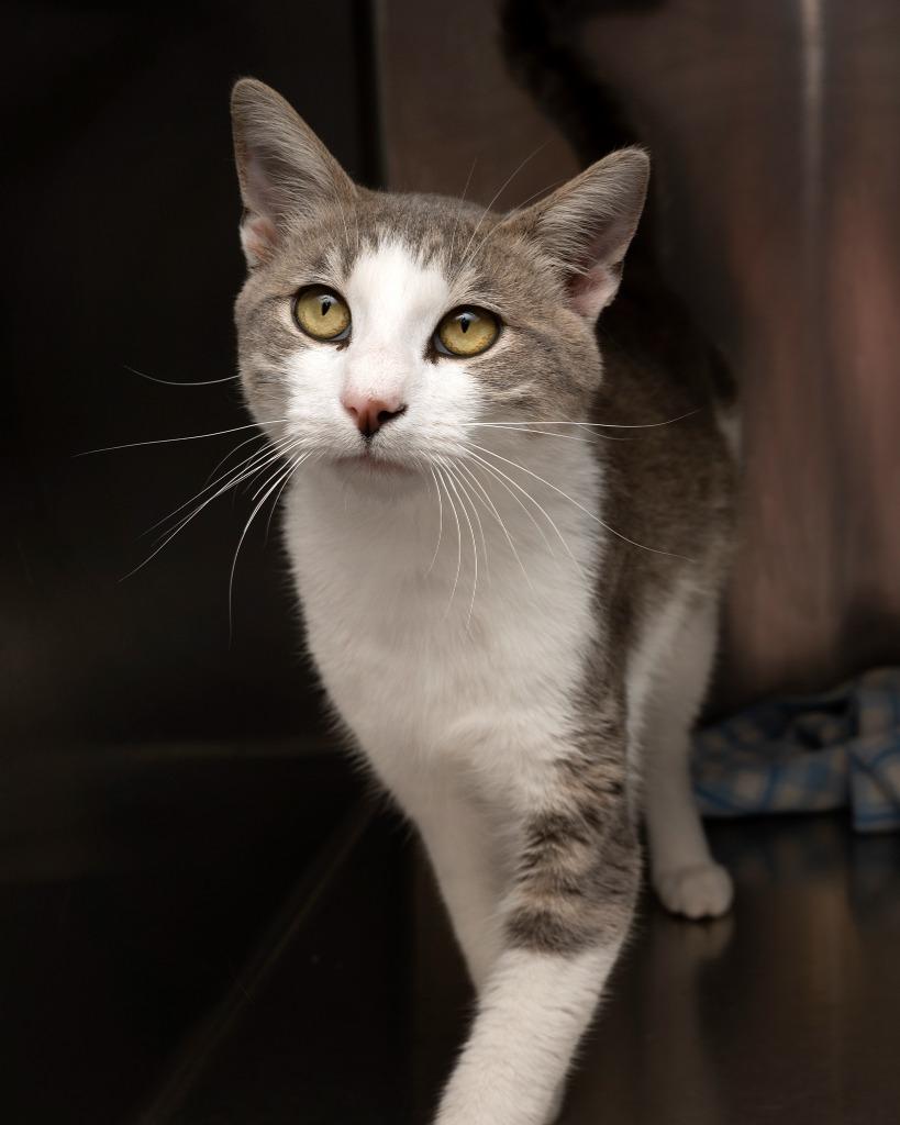 Riot, a Adopted mixed breed in Boone, IA image 1/2