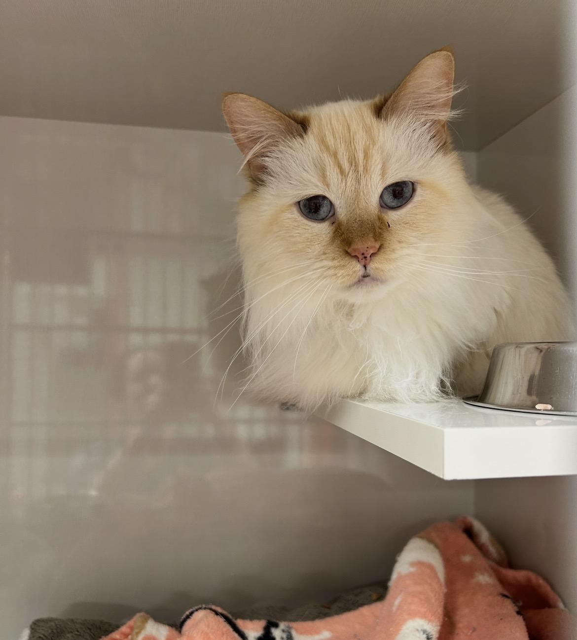 Enlarge Florissa, an adopted Ragdoll in Maple Ridge, BC image 2/2