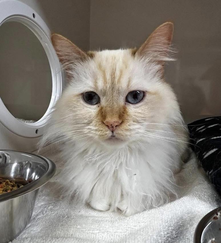 Florissa, adopted, Adult Female Ragdoll.