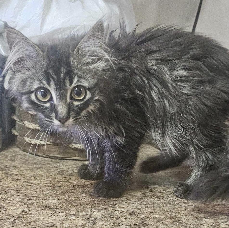 Knox, a Adoptable mixed breed in Pocatello, ID image 4/4