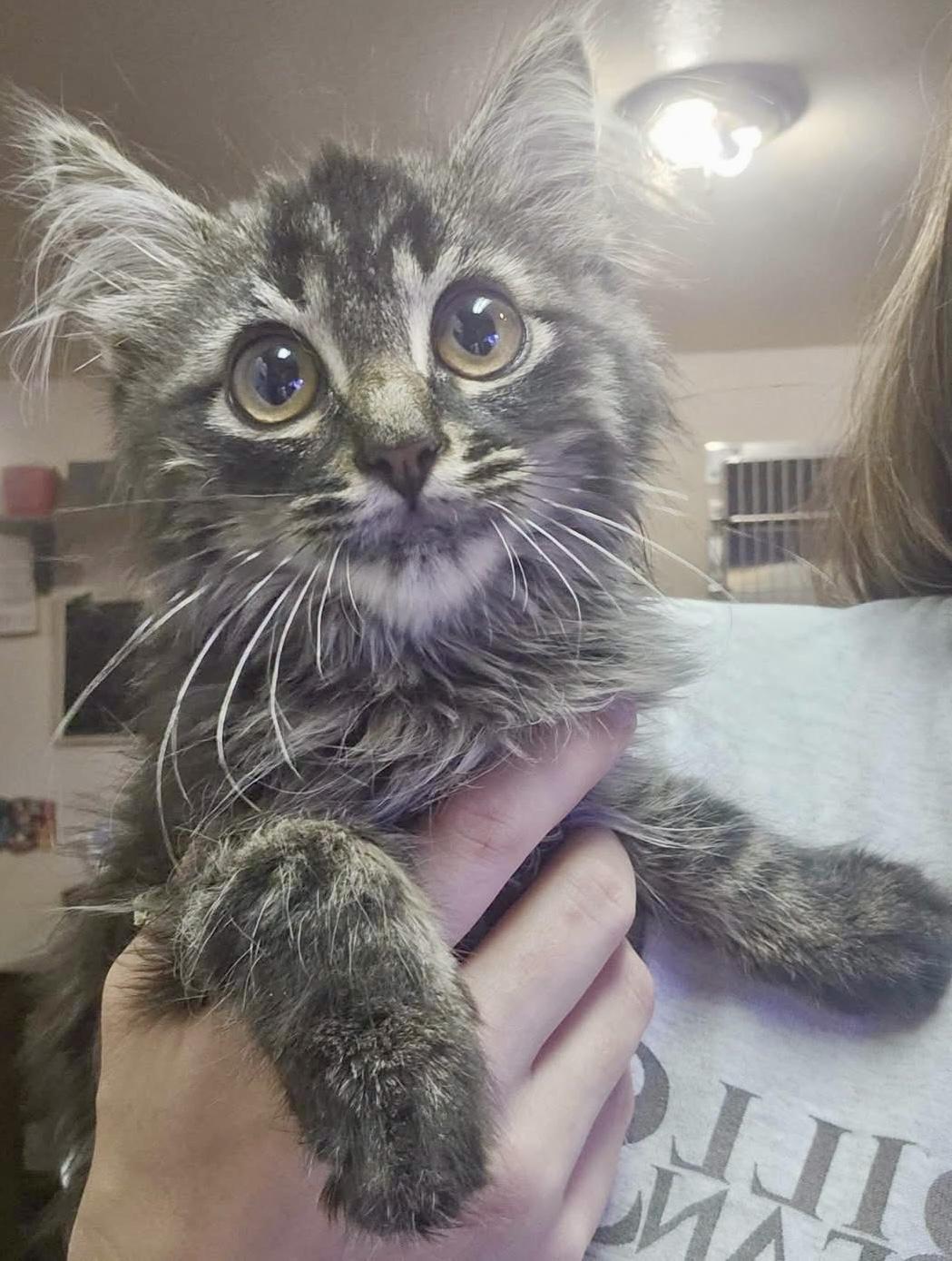 Knox, Adoptable, Kitten Male Domestic Long Hair.