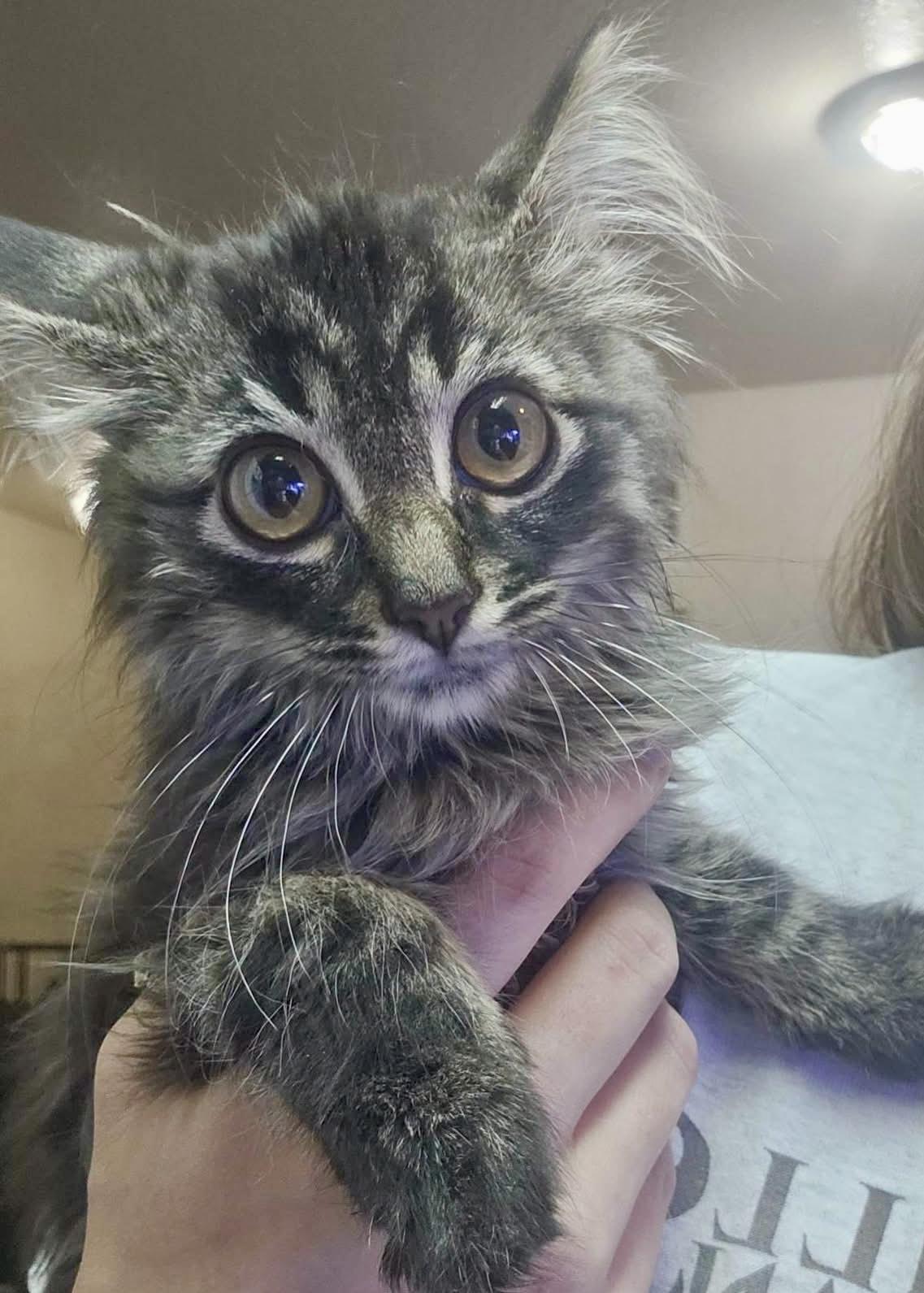 Knox, a Adoptable mixed breed in Pocatello, ID image 3/4