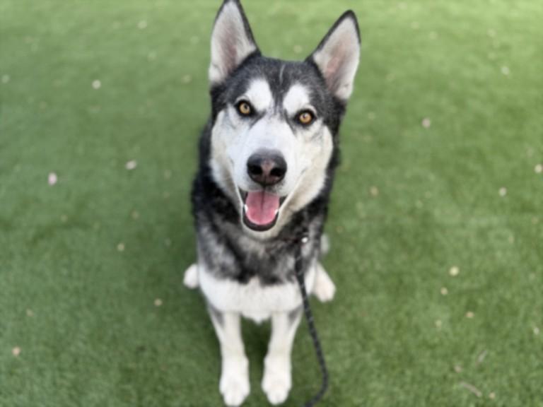 MONKEY, Adoptable, Young Male Siberian Husky.