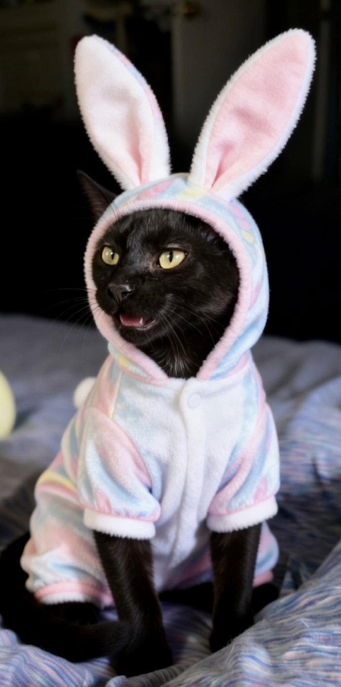 Enlarge Blitzen, a Adopted Domestic Medium Hair in Antioch, CA image 1/2