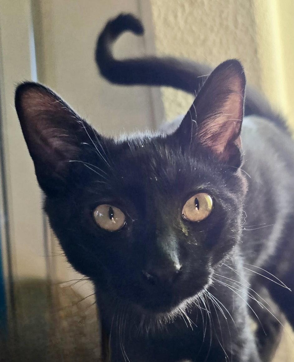 Enlarge Blitzen, a Adopted Domestic Medium Hair in Antioch, CA image 2/2