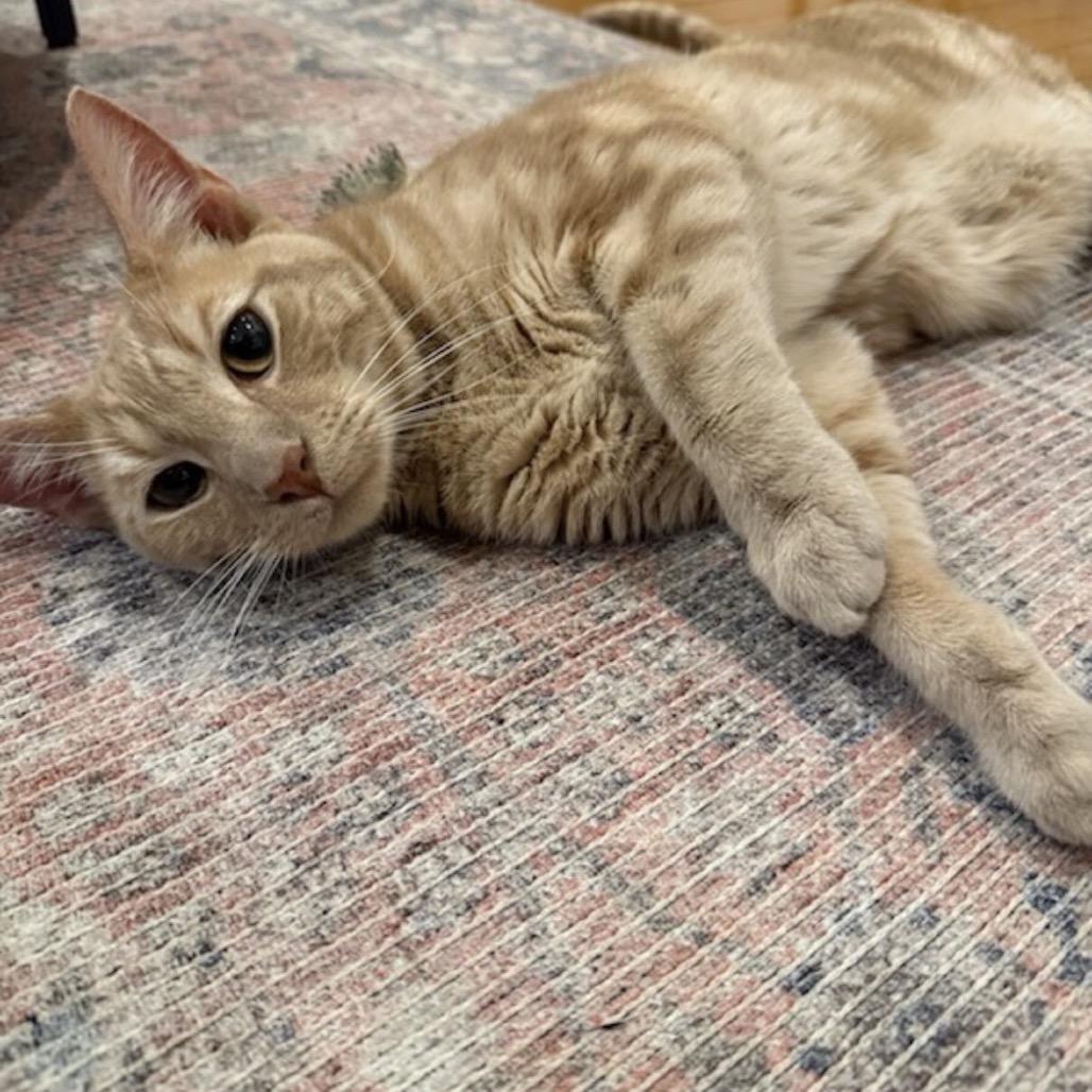 Enlarge Meowstro, a Adoptable Domestic Short Hair in New York, NY image 1/6