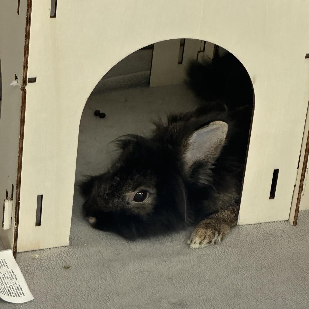 Mom Lionhead, Adoptable, Young Female Lionhead.