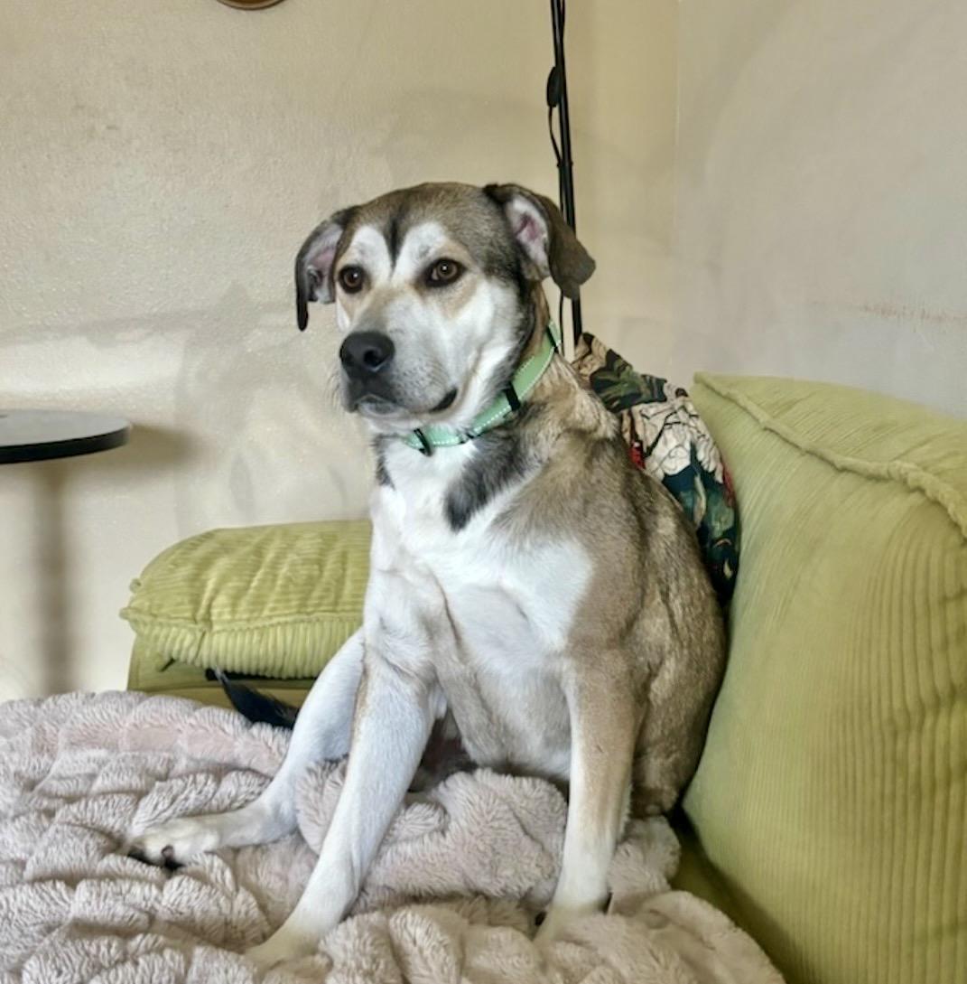 Enlarge Dan, a Adoptable Cattle Dog in Vancouver , WA image 3/5