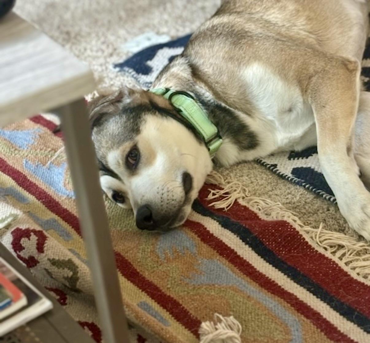 Enlarge Dan, a Adoptable Cattle Dog in Vancouver , WA image 4/5