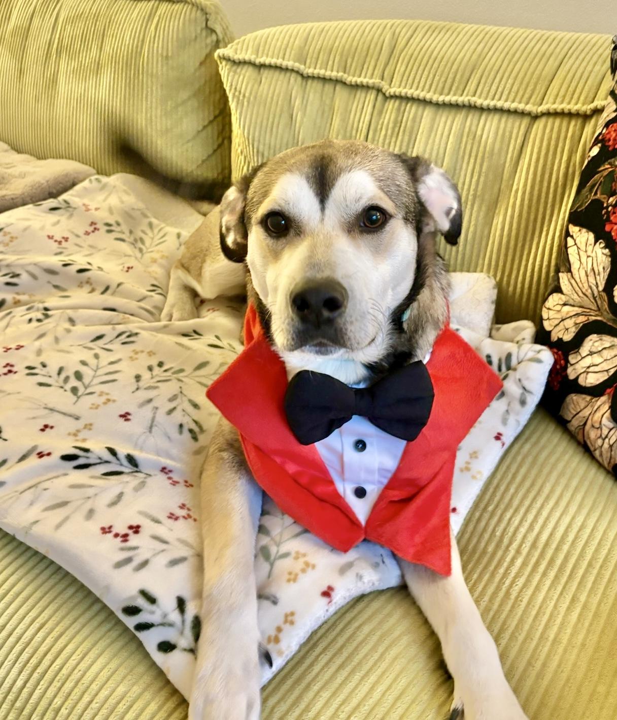 Dan, Adoptable, Young Male Cattle Dog.