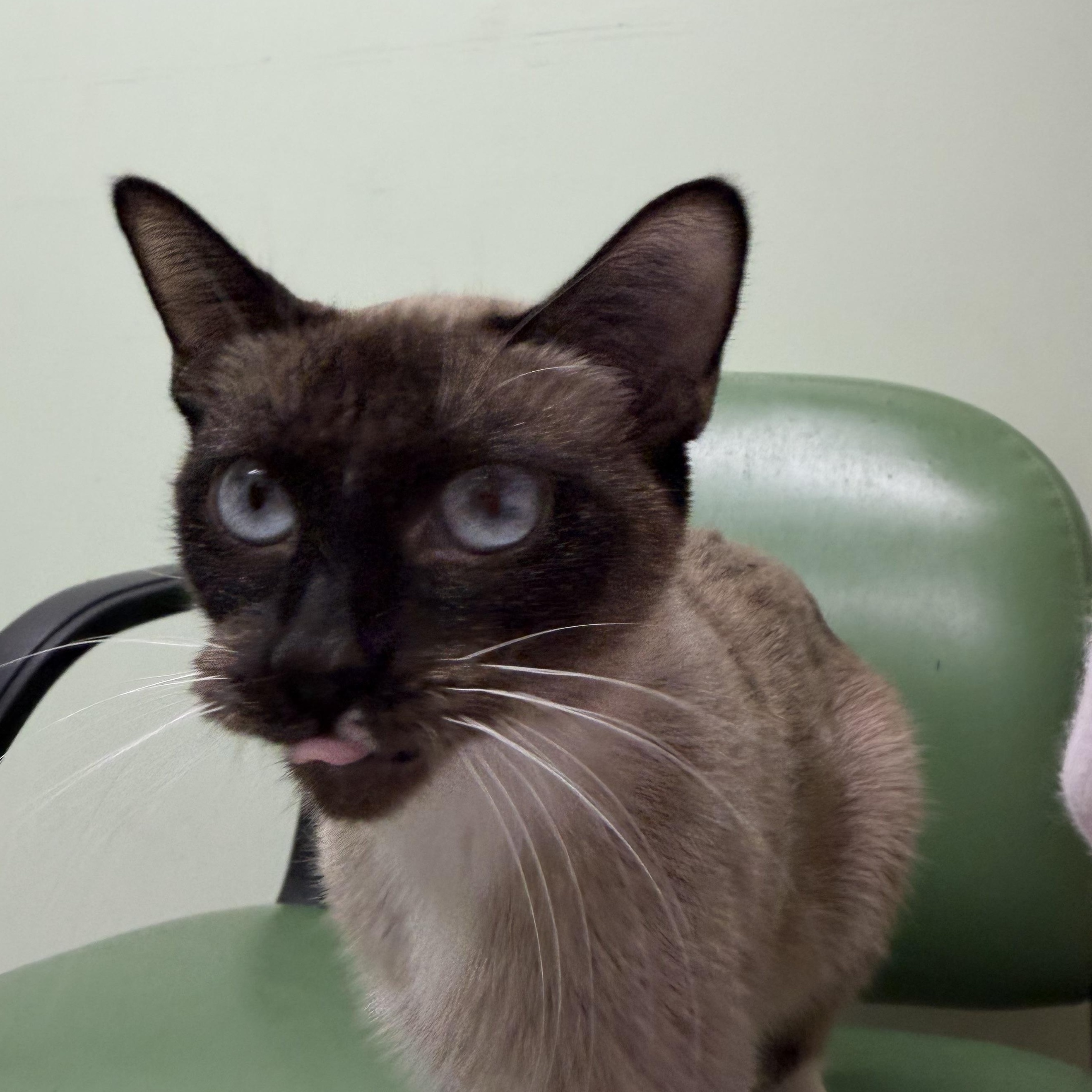 Enlarge Nyra, a Adoptable Siamese in Kent, WA image 1/4