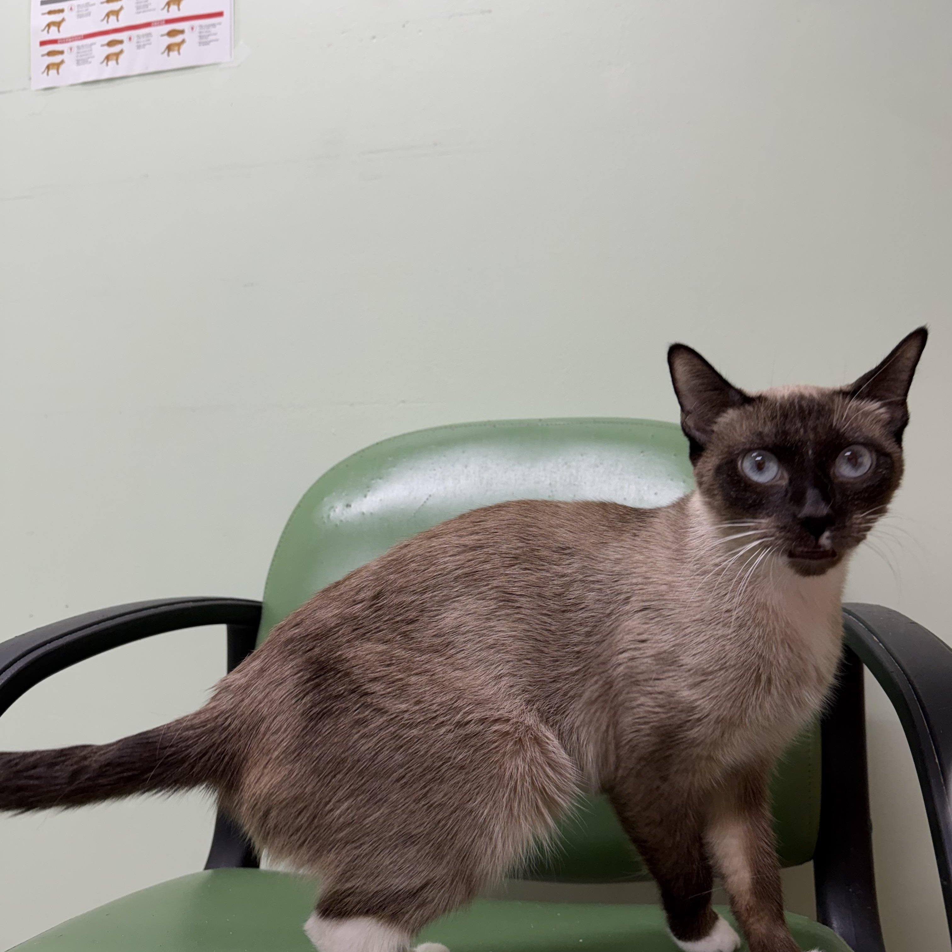 Enlarge Nyra, a Adoptable Siamese in Kent, WA image 2/4