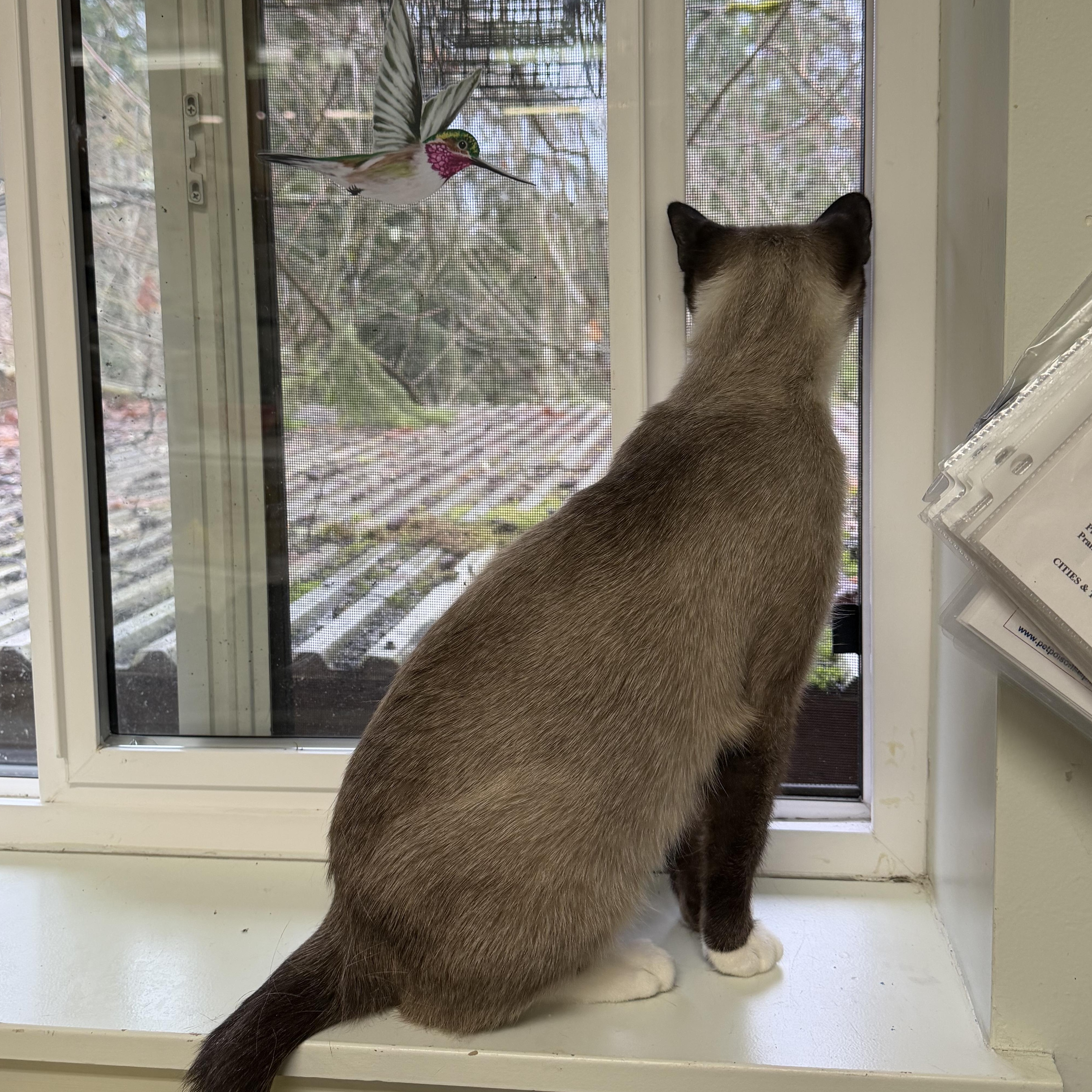 Enlarge Nyra, a Adoptable Siamese in Kent, WA image 4/4