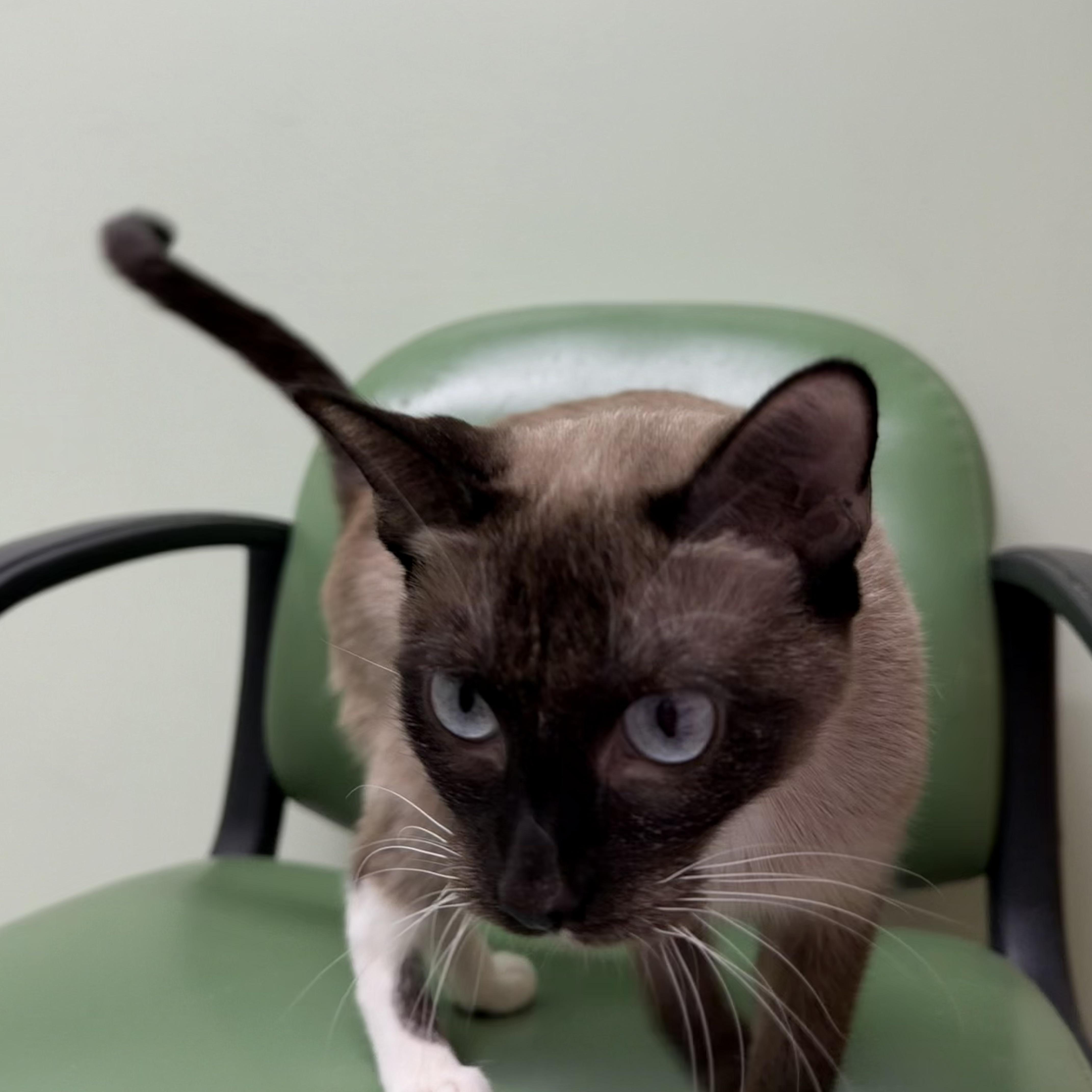 Enlarge Nyra, a Adoptable Siamese in Kent, WA image 3/4