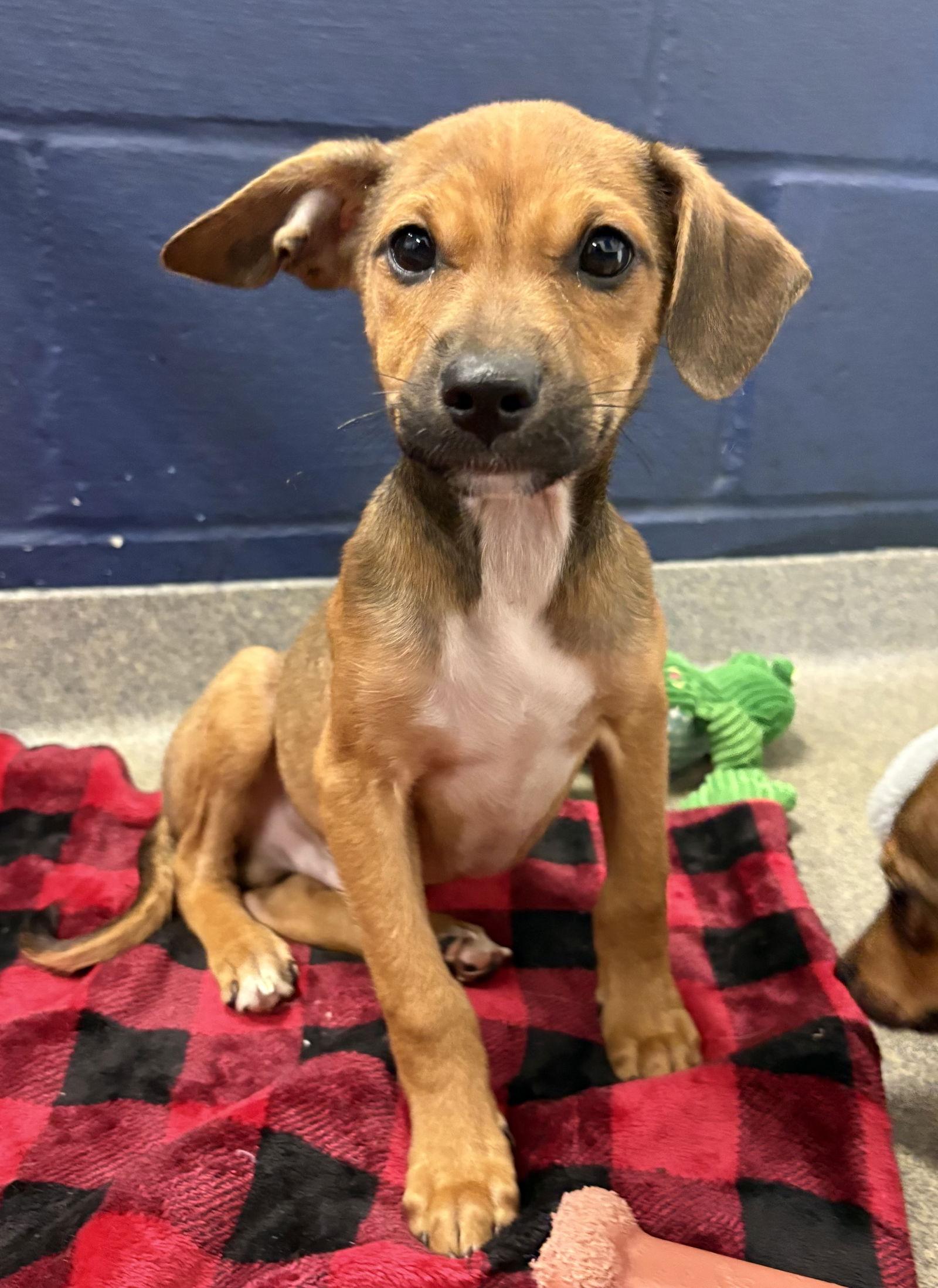 Enlarge Pito 2 months AVA 1/14, a Adoptable Mixed Breed in Sterling, MA image 1/1