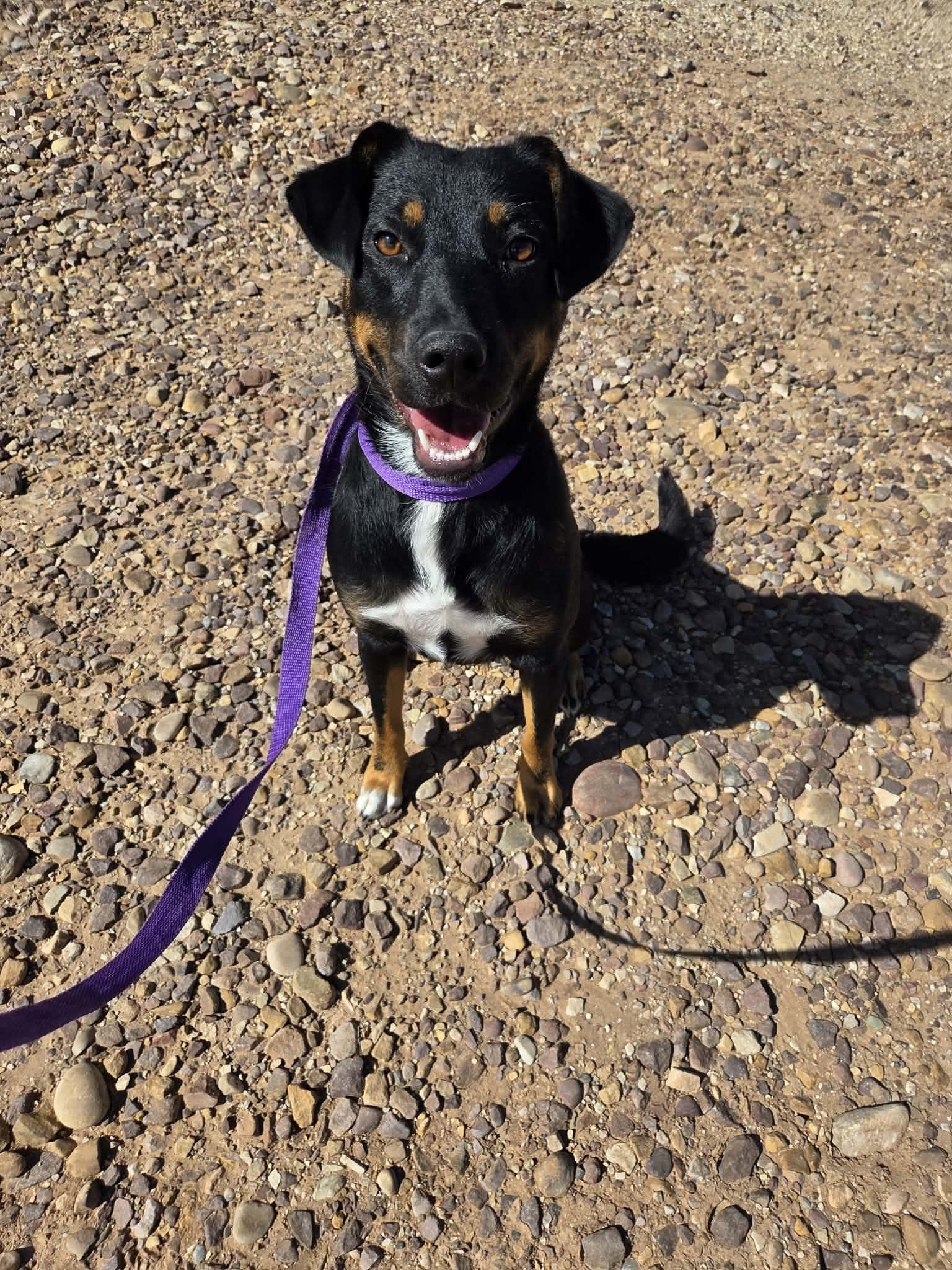 Reba, Adoptable, Adult Female Mixed Breed.