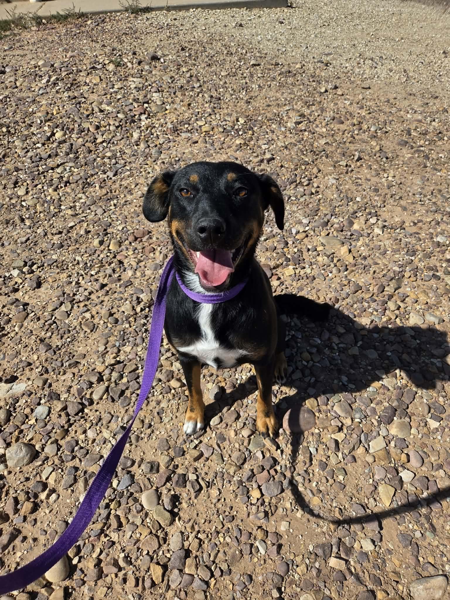 Enlarge Reba, a Adoptable Mixed Breed in Roosevelt, UT image 4/4