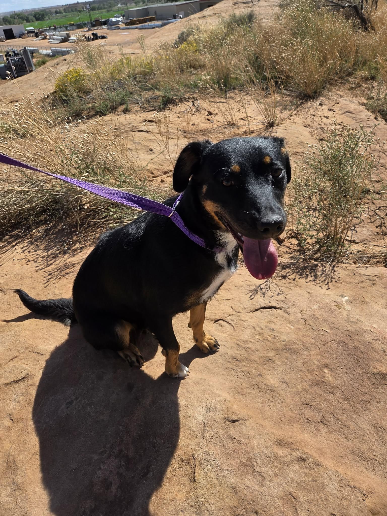 Enlarge Reba, a Adoptable Mixed Breed in Roosevelt, UT image 2/4
