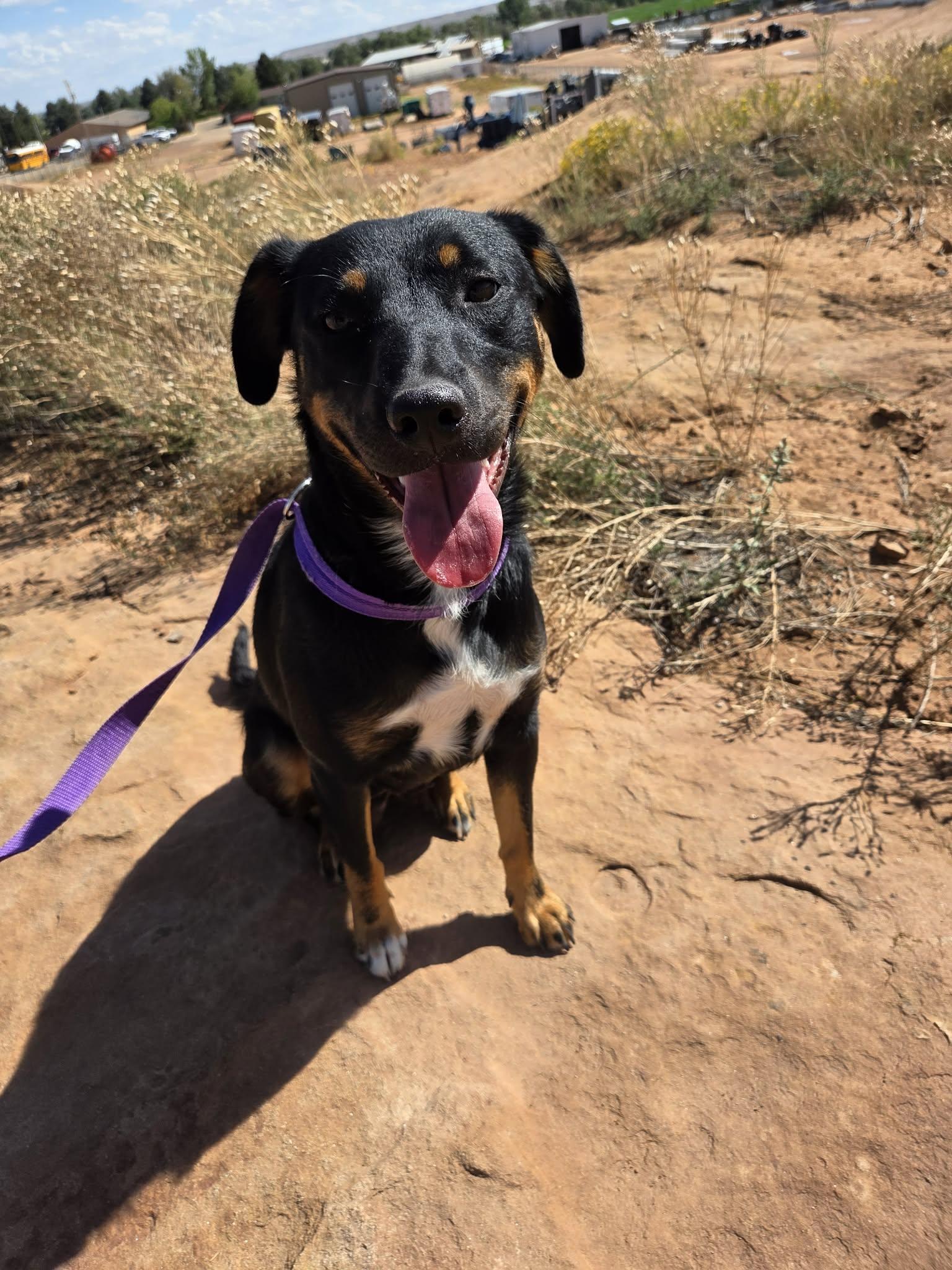 Enlarge Reba, a Adoptable Mixed Breed in Roosevelt, UT image 3/4
