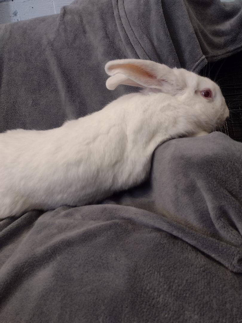 Enlarge Eunice, a Adoptable New Zealand in Plymouth, MI image 2/4