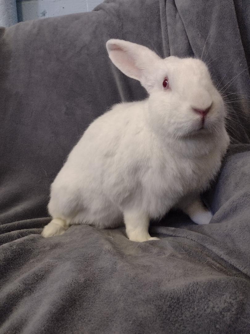 Enlarge Eunice, a Adoptable New Zealand in Plymouth, MI image 3/4