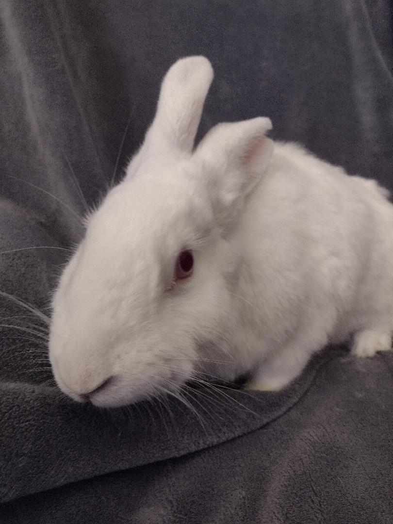 Eunice, Adoptable, Adult Female New Zealand.
