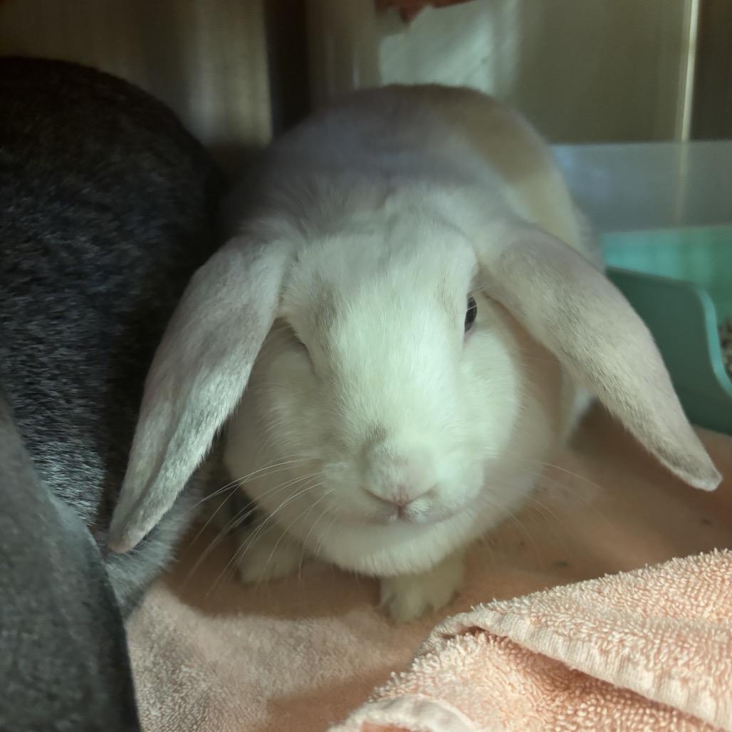 Butter, Adoptable, Adult Female Mini Lop.
