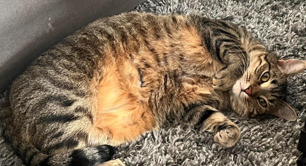 Enlarge Klaus, a Adoptable mixed breed in Salt Lake City, UT image 1/3