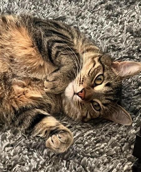 Klaus, Adoptable, Adult Male Domestic Short Hair.