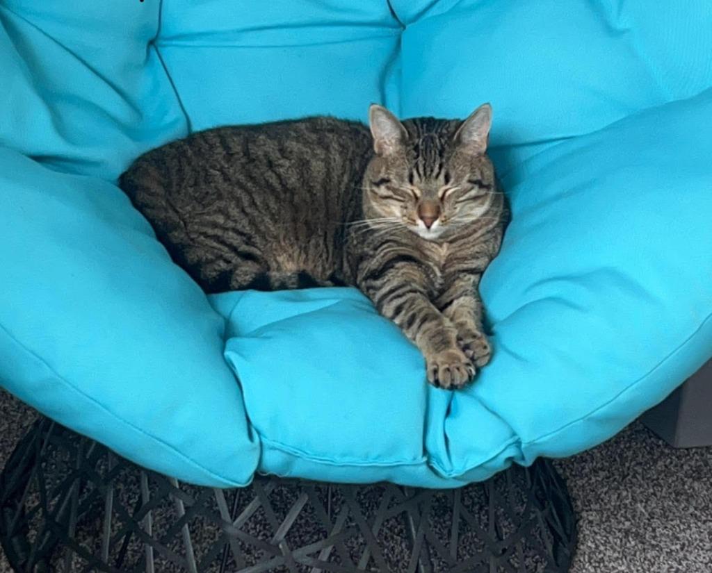 Klaus, a Adoptable mixed breed in Salt Lake City, UT image 2/3