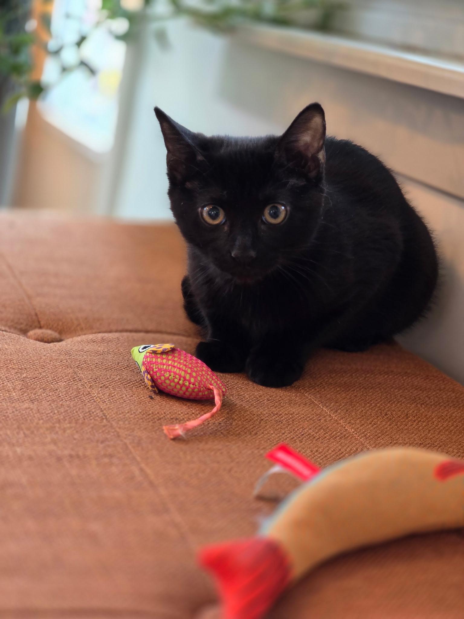 Enlarge Eclipse, a Adopted mixed breed in Danbury, CT image 4/4