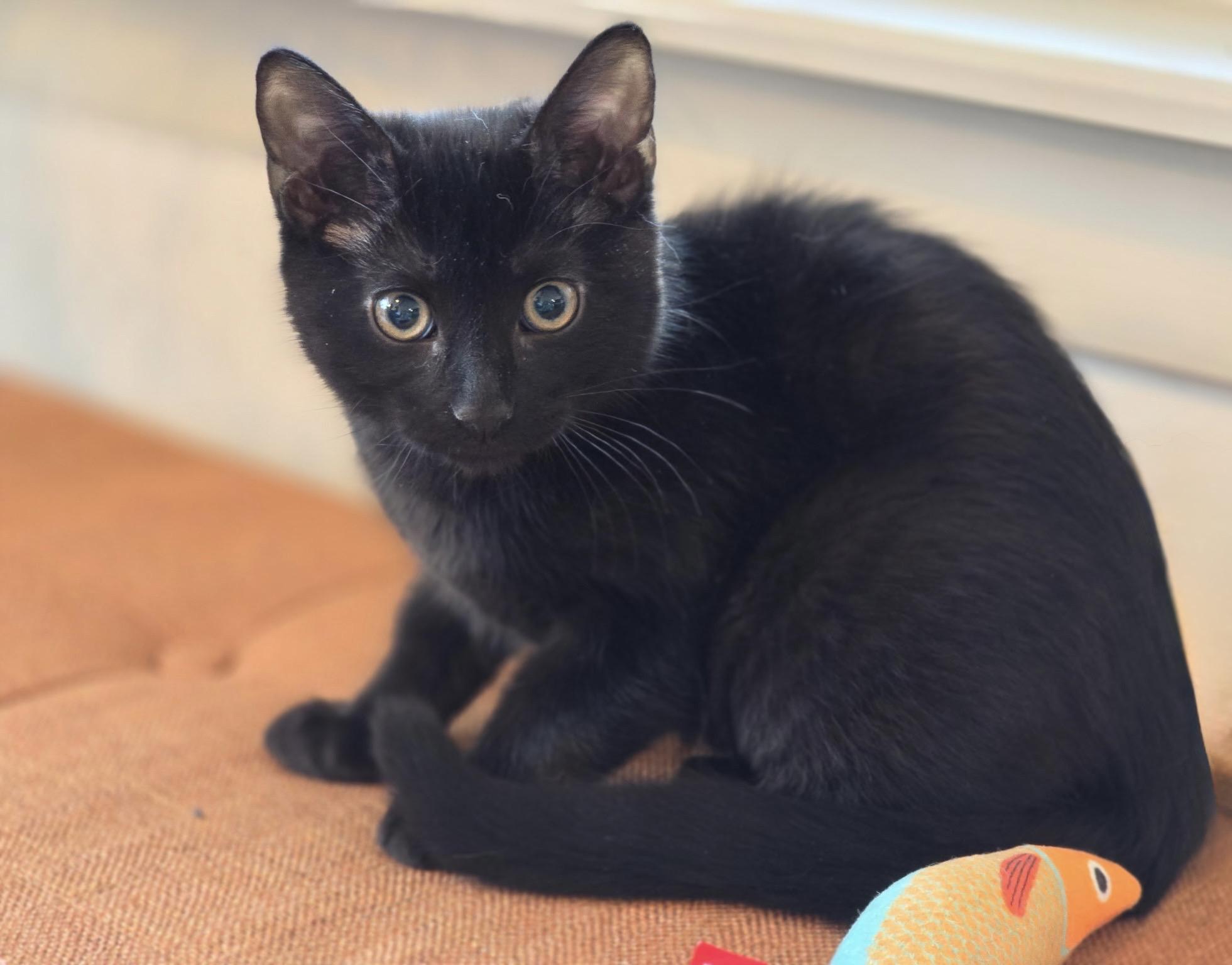 Enlarge Eclipse, a Adopted mixed breed in Danbury, CT image 3/4