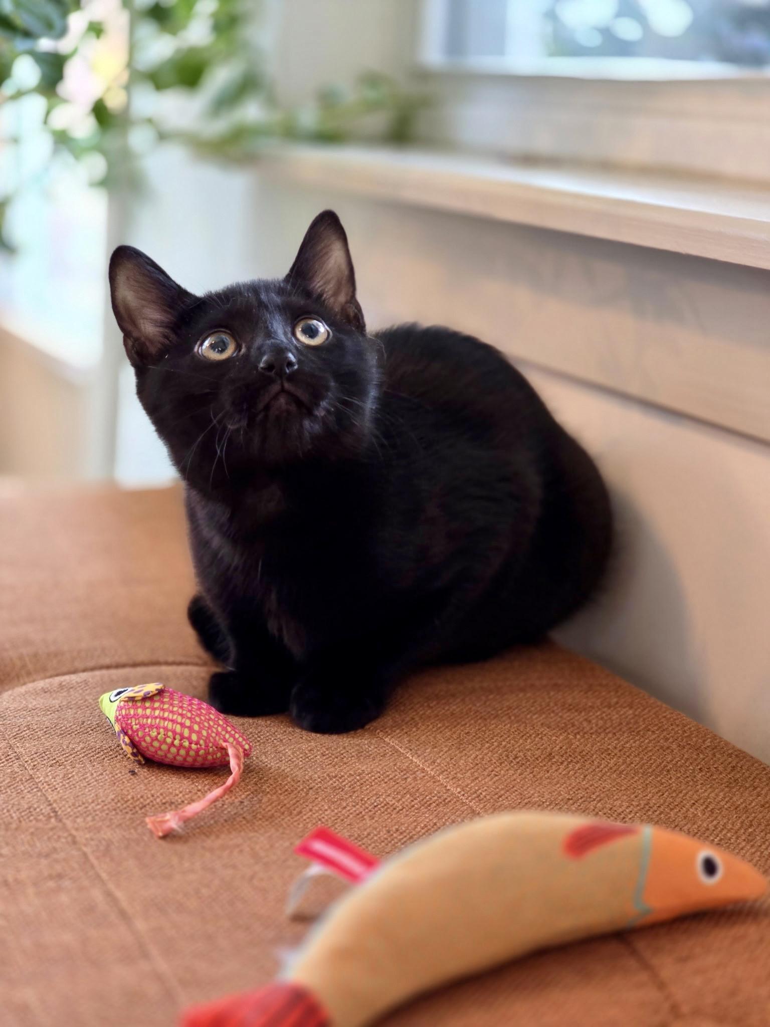 Enlarge Eclipse, a Adopted mixed breed in Danbury, CT image 2/4