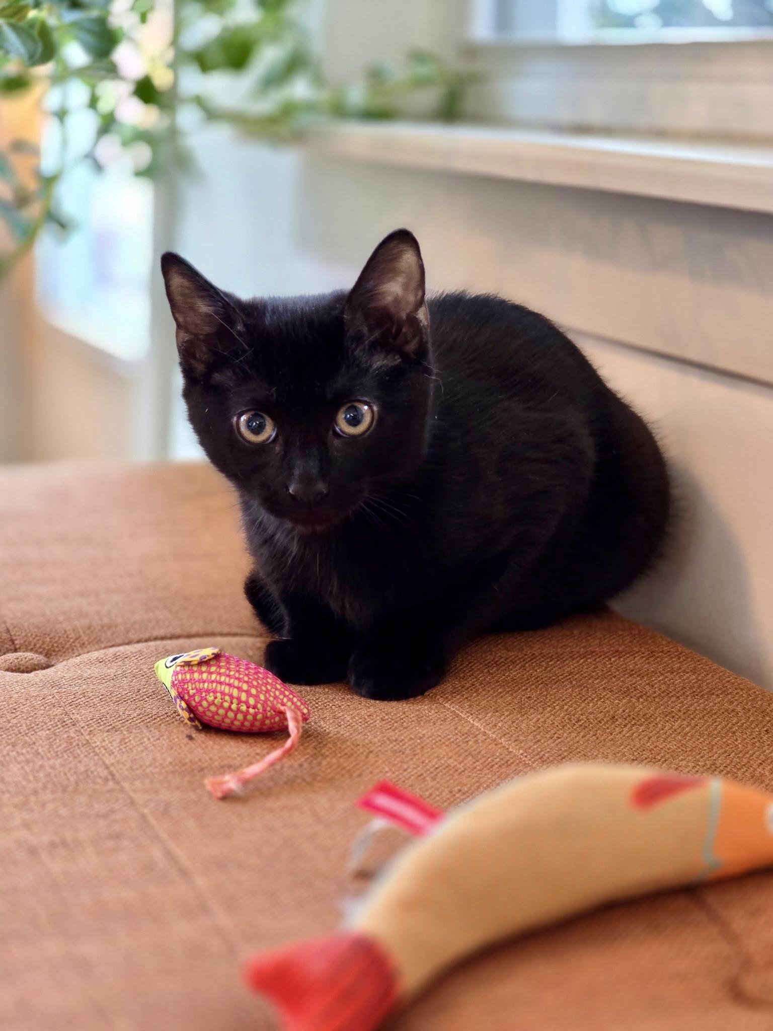 Eclipse, Adopted, Kitten Male Domestic Short Hair.