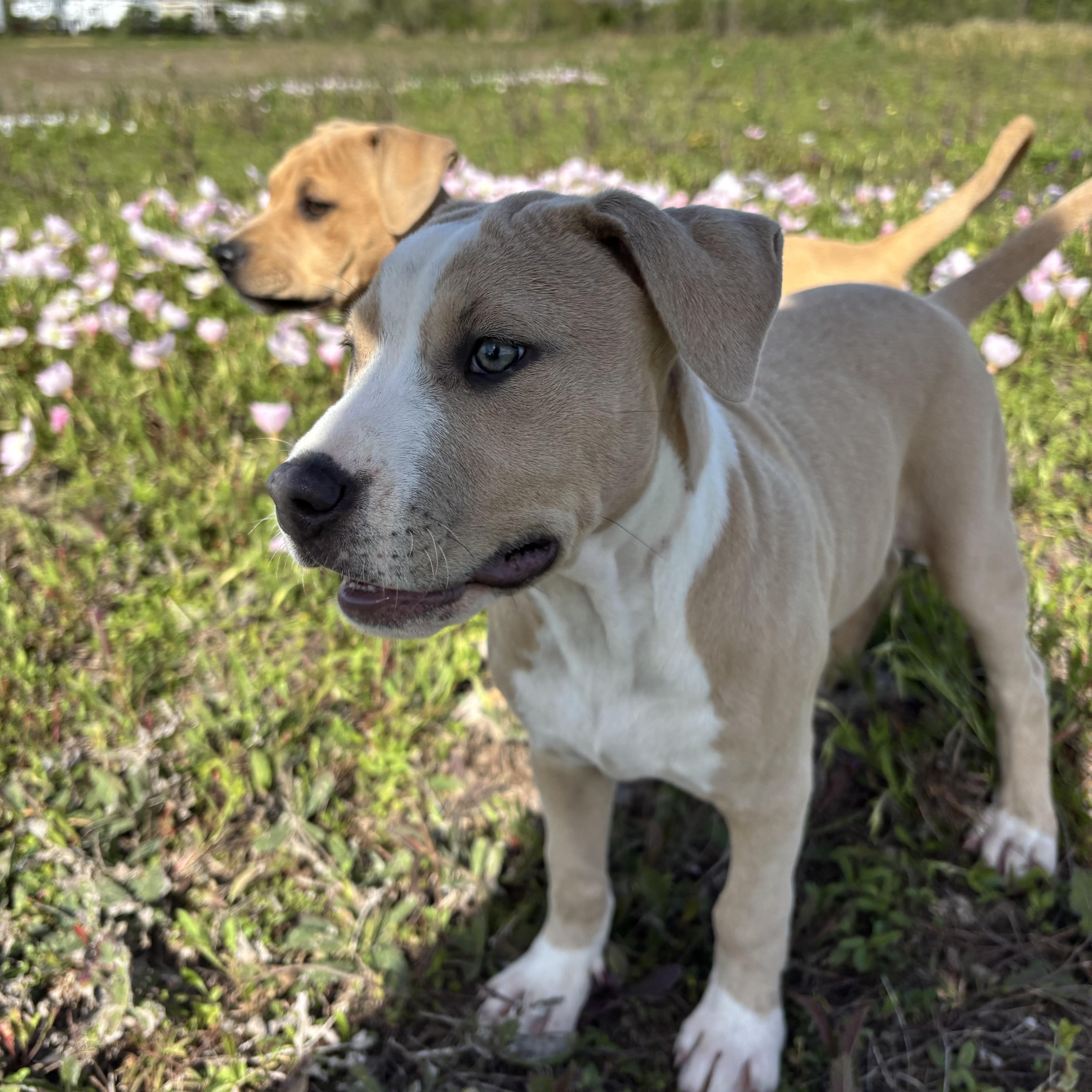 Enlarge Cream, an adopted mixed breed in Winchester, VA image 2/6