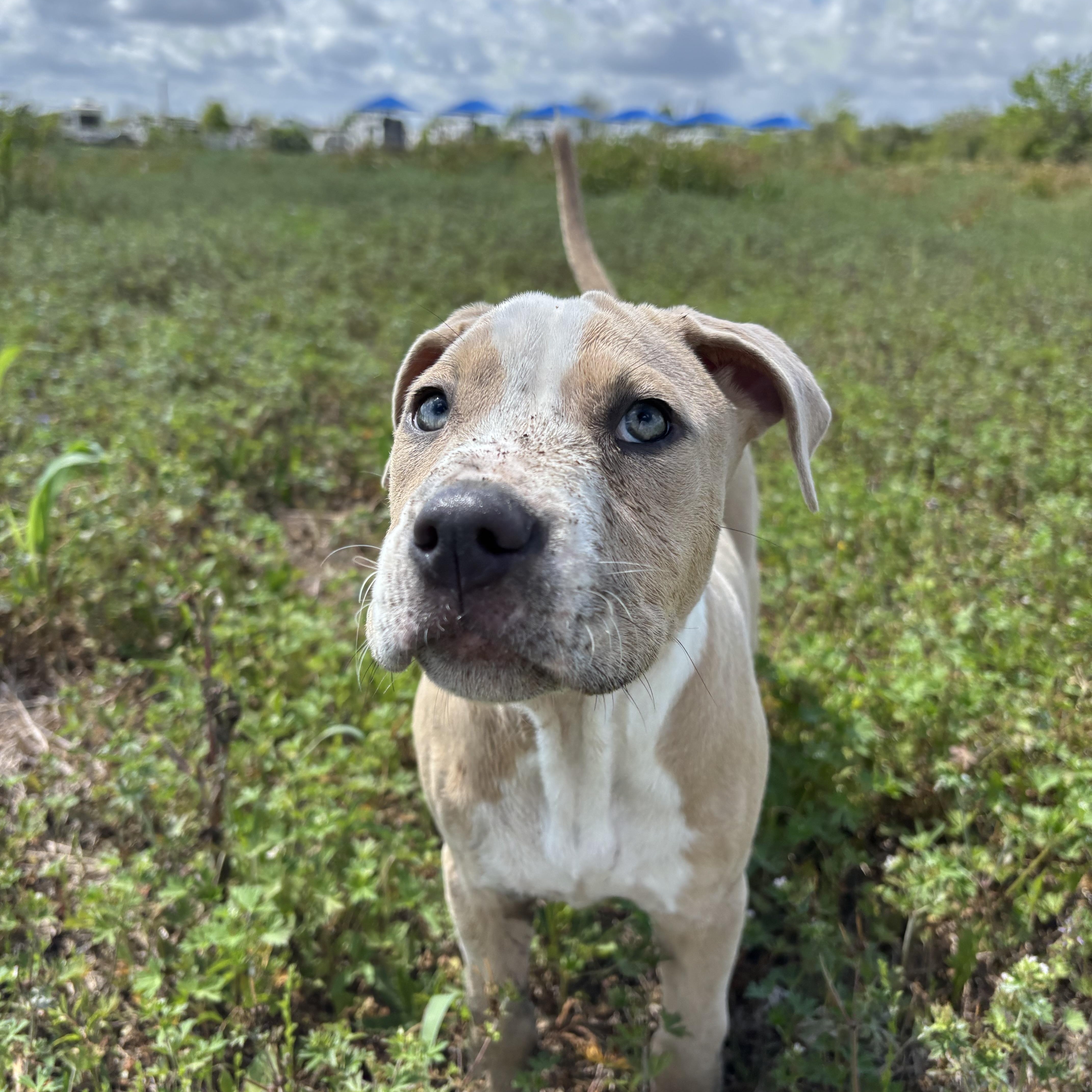 Enlarge Cream, an adopted mixed breed in Winchester, VA image 5/6