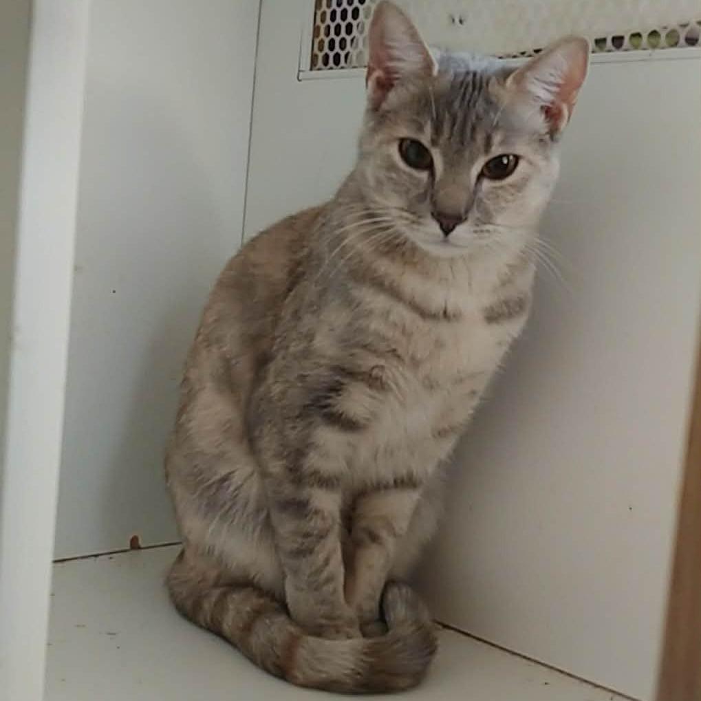 Lulu, Adoptable, Adult Female Domestic Short Hair.