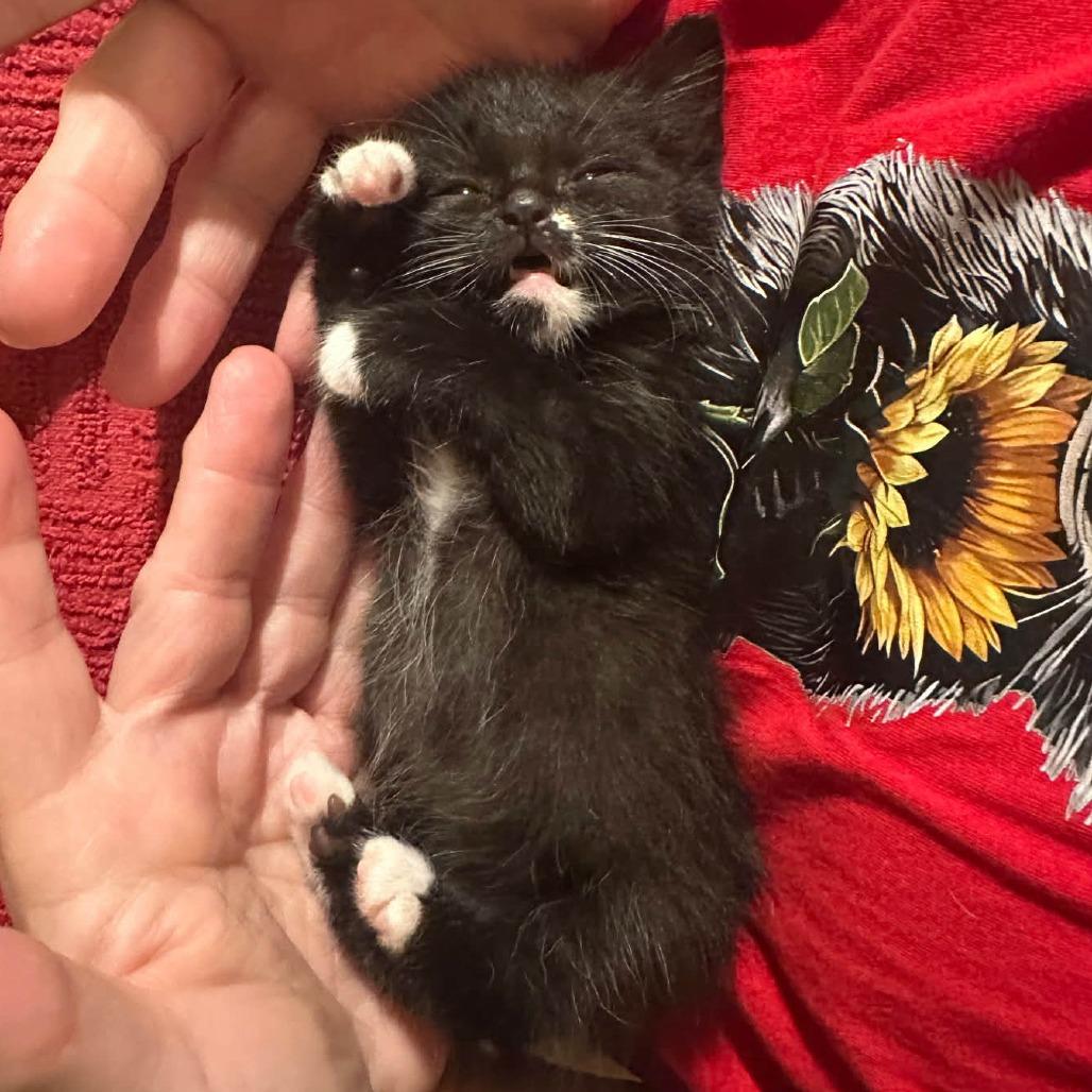 Munchkin, Adoptable, Kitten Male Domestic Short Hair.