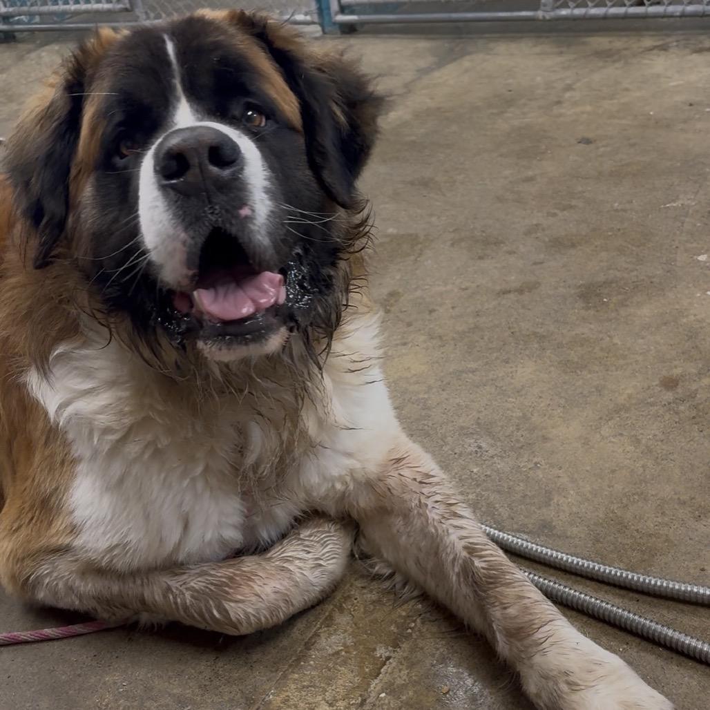 Boog, Adoptable, Adult Male Saint Bernard.