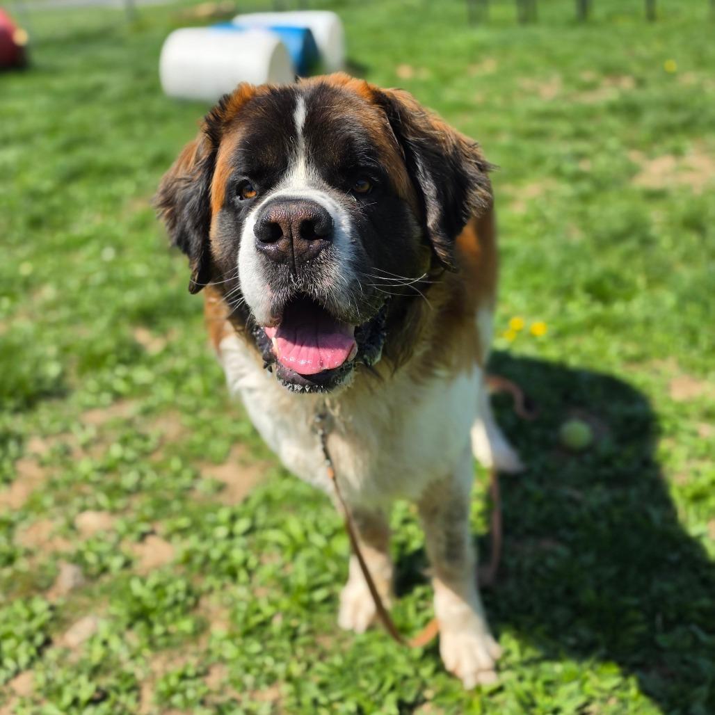 Enlarge Boog, a Adoptable Saint Bernard in Easton, PA image 2/6