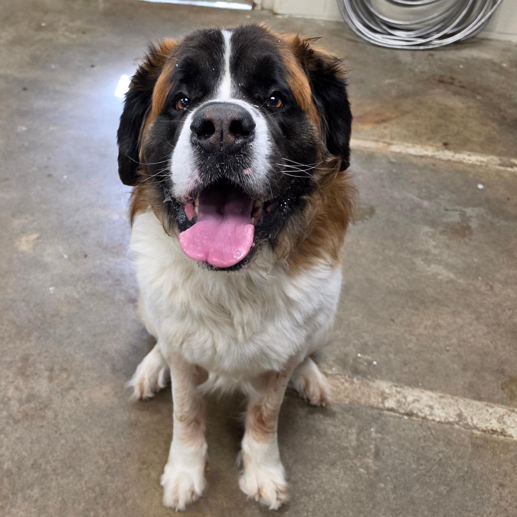 Enlarge Boog, a Adoptable Saint Bernard in Easton, PA image 3/6