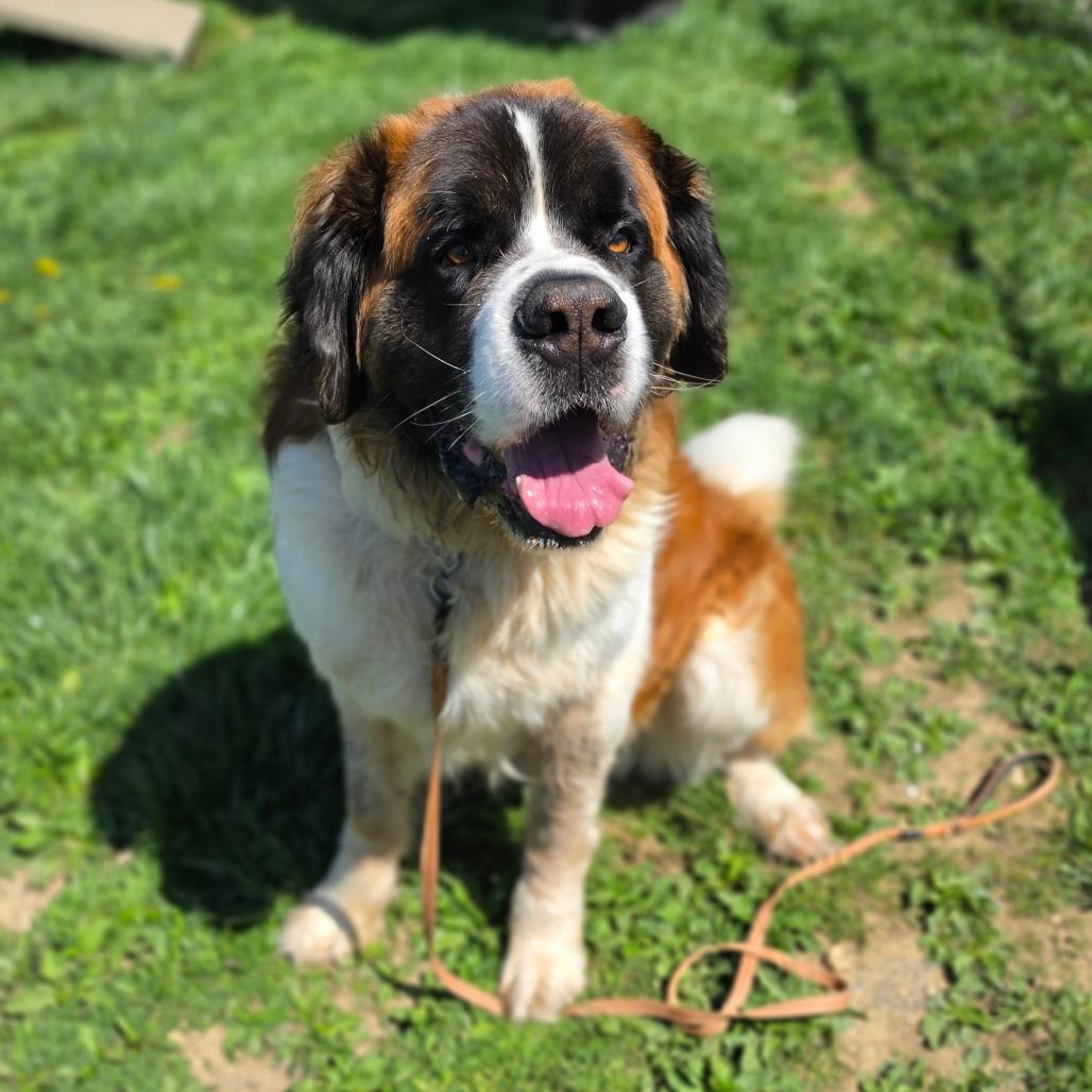 Enlarge Boog, a Adoptable Saint Bernard in Easton, PA image 4/6