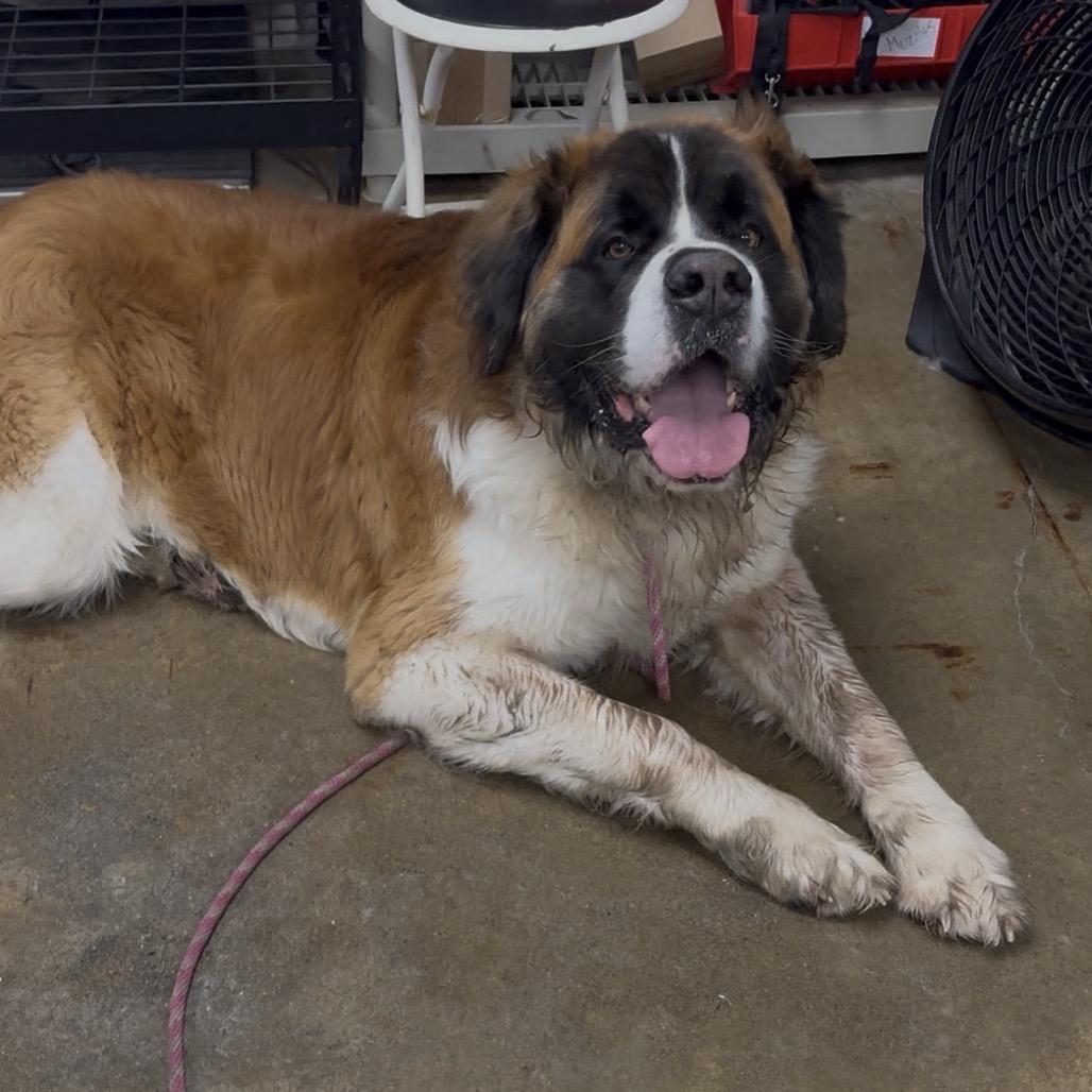 Enlarge Boog, a Adoptable Saint Bernard in Easton, PA image 5/6