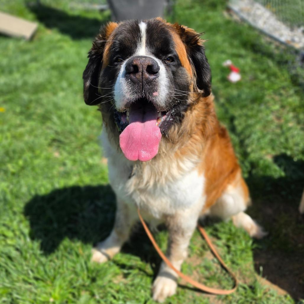 Enlarge Boog, a Adoptable Saint Bernard in Easton, PA image 6/6
