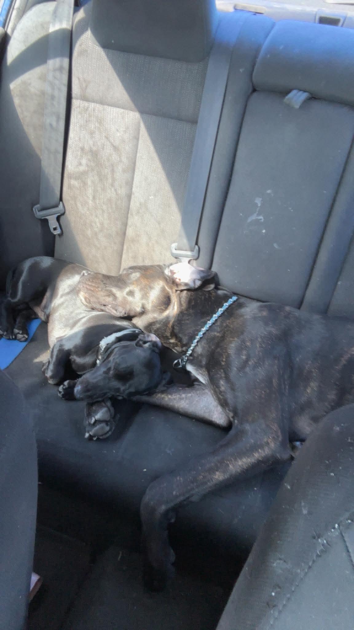 Enlarge Otis, an adoptable Cane Corso in Murrells Inlet, SC image 2/5