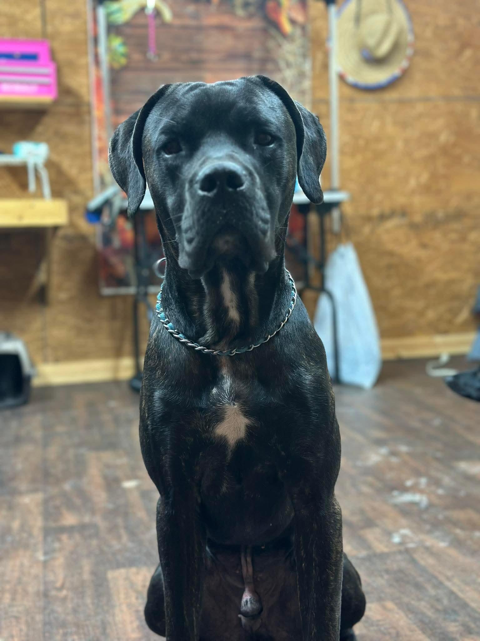 Enlarge Otis, an adoptable Cane Corso in Murrells Inlet, SC image 3/5