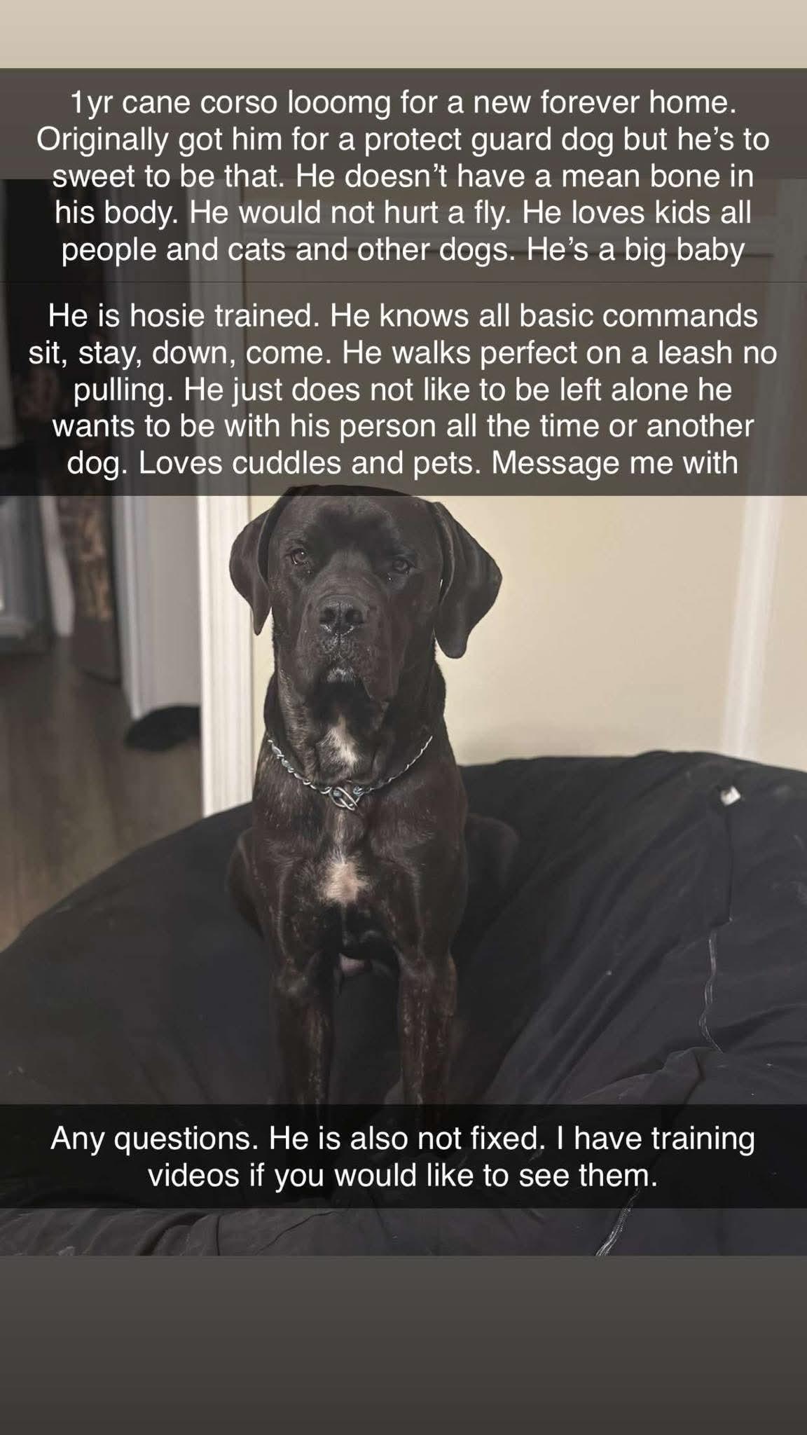 Enlarge Otis, an adoptable Cane Corso in Murrells Inlet, SC image 5/5