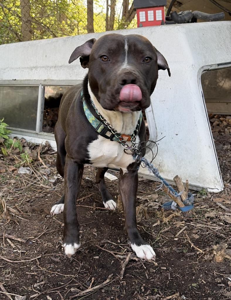 Enlarge ROMEO, a Adoptable Pit Bull Terrier in Fremont, OH image 1/1