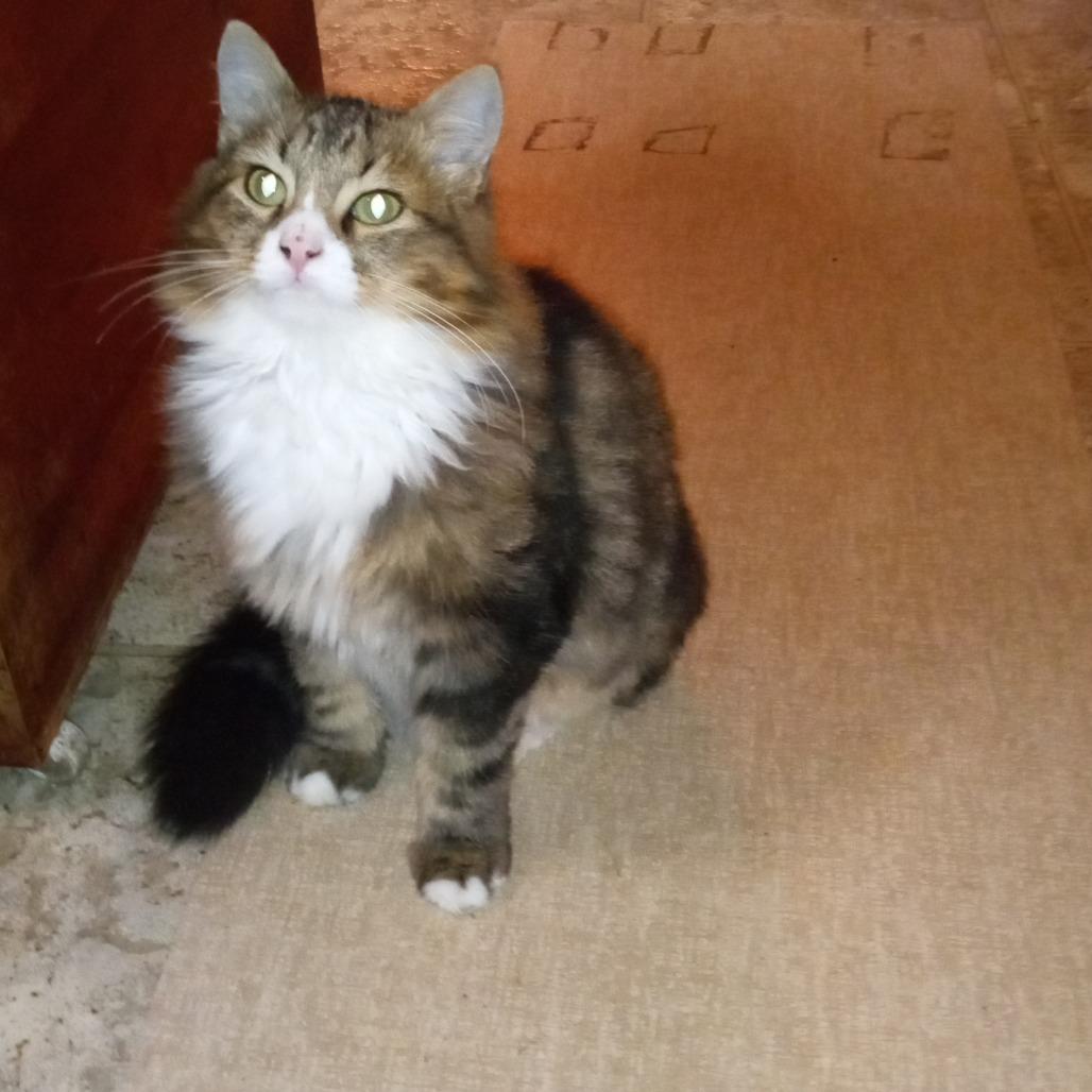 Lewis, Adoptable, Young Male Domestic Short Hair.