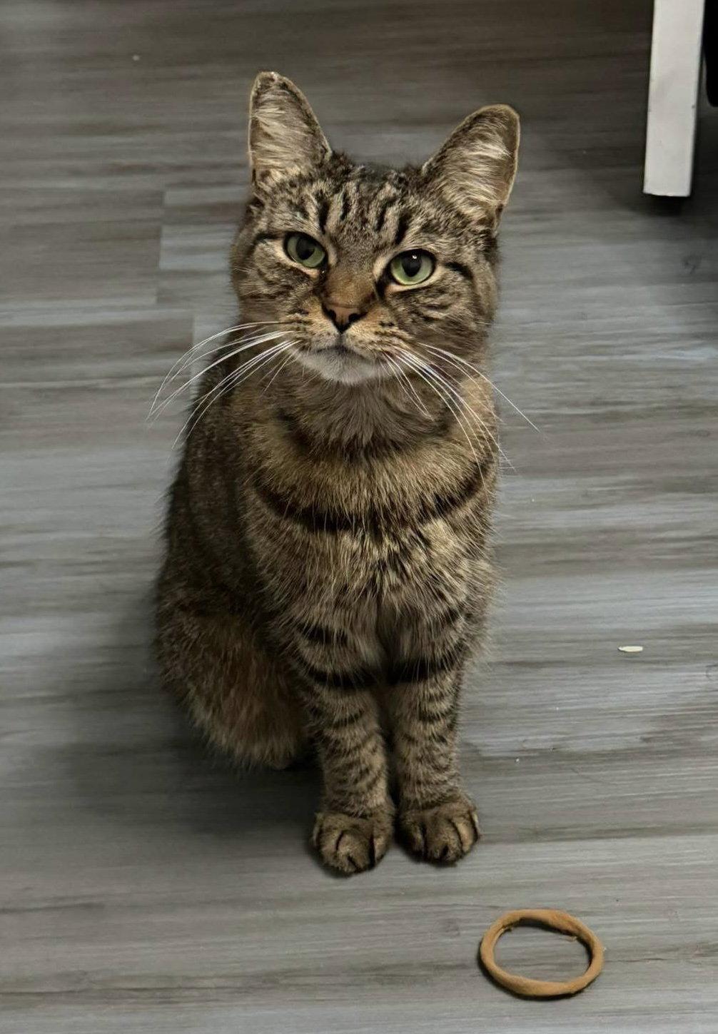 Winner, Adoptable, Adult Female Domestic Short Hair.